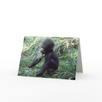 Wildlife Set - Primates 8 Cards