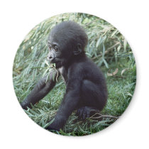 Wildlife Set - Primates 8 magnets by MuseMagic Wildlife Set - Primates 8 magnets