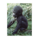 Wildlife Set - Primates 8 Postcards