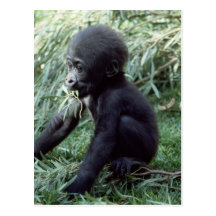 Wildlife Set - Primates 8 Postcards