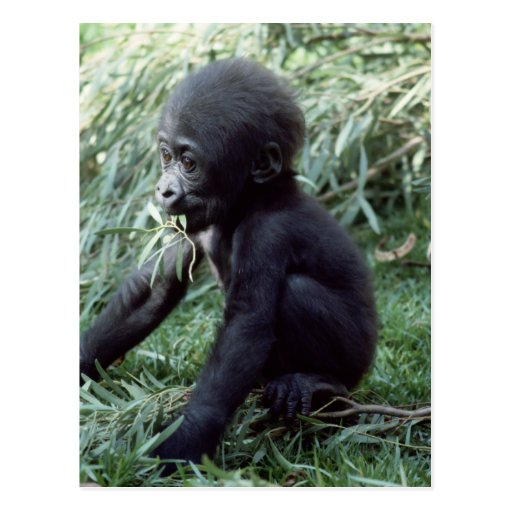 Wildlife Set - Primates 8 Postcards
