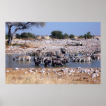 Wildlife Water Hole Print