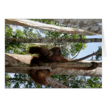 Wildlife: Who's Looking at Whom ? cards