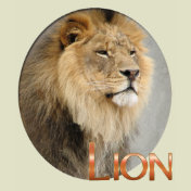 Wildlife wild animals lion lions