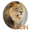 Wildlife wild animals lion lions t-shirts