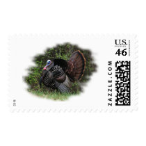 WildTurkey on the prowl postage