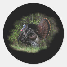 WildTurkey on the prowl Sticker