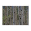 Will B Free Signature Post Cards postcards