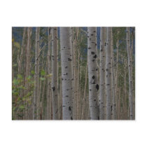 Will B Free Signature Post Cards postcards by coyoteriver Will B Free Signature Post Cards postcards
