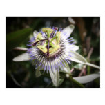 will passiflora, flower, mylifeisart postcards
