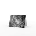 Will You Be My Bridesmaid BW Rose cards by brtndr12 Will You Be My Bridesmaid BW Rose cards