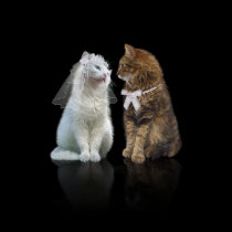 Will you meow me? posters