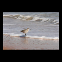 Willet posters