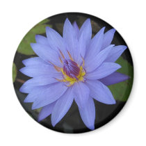 William Mclane magnets