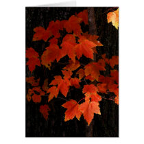 William O'Brien maple leaves cards by viviculture William O'Brien maple leaves cards