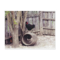 Williamsburg roosters - postcard