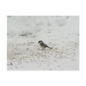 Willlow Tit Eating Seed postcards by lifesphere Willlow Tit Eating Seed postcards