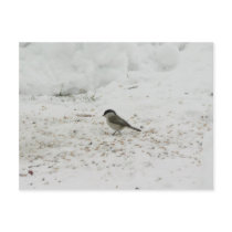 Willlow Tit Eating Seed postcards by lifesphere Willlow Tit Eating Seed postcards