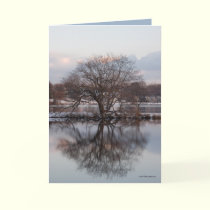 Willow as World Tree cards by MoiraAshleigh Willow as World Tree cards