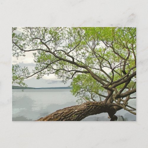 Willow at Cayuga Lake postcard
