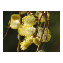 Willow Buds Invitation