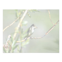 Willow Flycatcher Custom Invitation