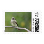 Willow Flycatcher Stamp