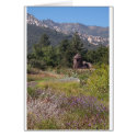 Willow Hut at Santa Barbara Botanical Gardens cards by marierm Willow Hut at Santa Barbara Botanical Gardens cards