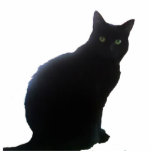 Willow Photo Cut Out