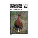 Willow Ptarmigan-male in summer Stamp
