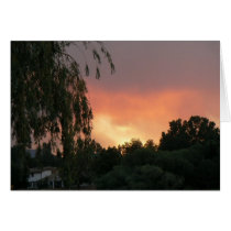 Willow Sunset cards by codfishlady Willow Sunset cards