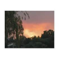 Willow Sunset postcards