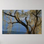 Willow tree after rain poster posters
