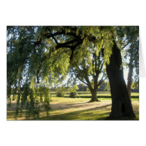 Willow Tree Card!