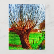 willow tree in traditional Flemish landscape Flyers