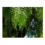 Willow Tree postcards