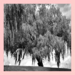 Willow Tree posters