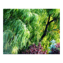 Willowbreeze Photo Print