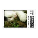 WiLSON and FRoG Stamp