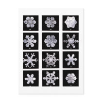 Wilson Bentley Snowflakes Postcard