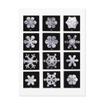 Wilson Bentley Snowflakes Postcard