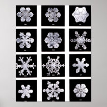 Wilson Bentley Snowflakes Print