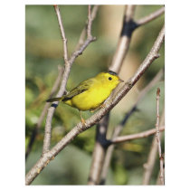 Wilson's Warbler flyers by animalpark Wilson's Warbler flyers