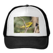 Wilson's Warbler Hats