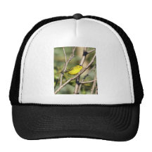 Wilson's Warbler Hats