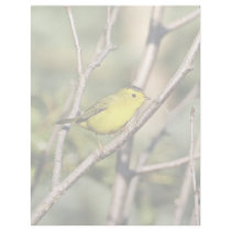 Wilson's Warbler letterhead