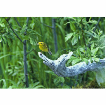 Wilson's warbler photo sculptures by animalpark Wilson's warbler photo sculptures