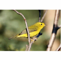 Wilson's Warbler photo sculptures by animalpark Wilson's Warbler photo sculptures
