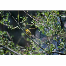 Wilson's Warbler photo sculptures by animalpark Wilson's Warbler photo sculptures