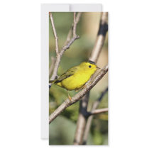 Wilson's Warbler rack cards by animalpark Wilson's Warbler rack cards